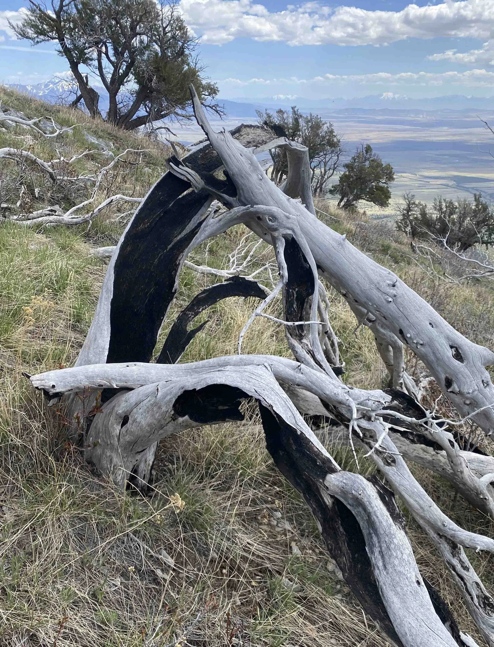 Fire-sculpted deadwood on a Utah ridgeline